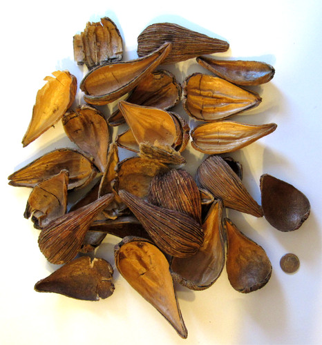 Arti pods crafts - pods,